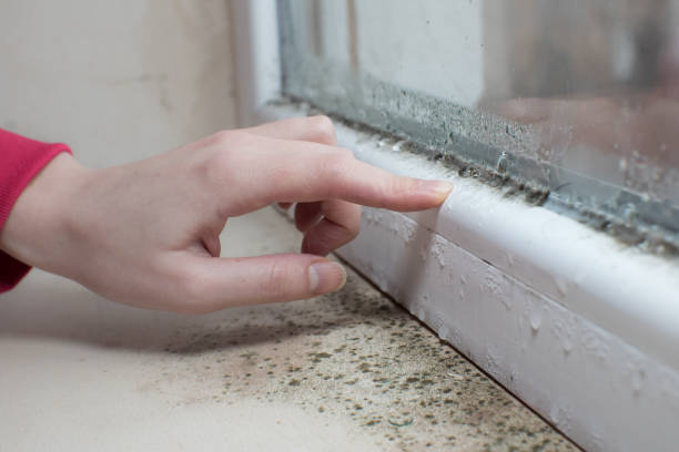 Best Commercial Mold Inspection  in Surfside, FL