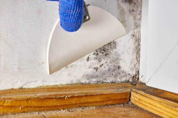 Mold Documentation for Insurance Claims in Surfside, FL